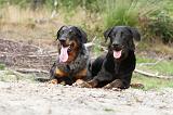 BEAUCERON 424